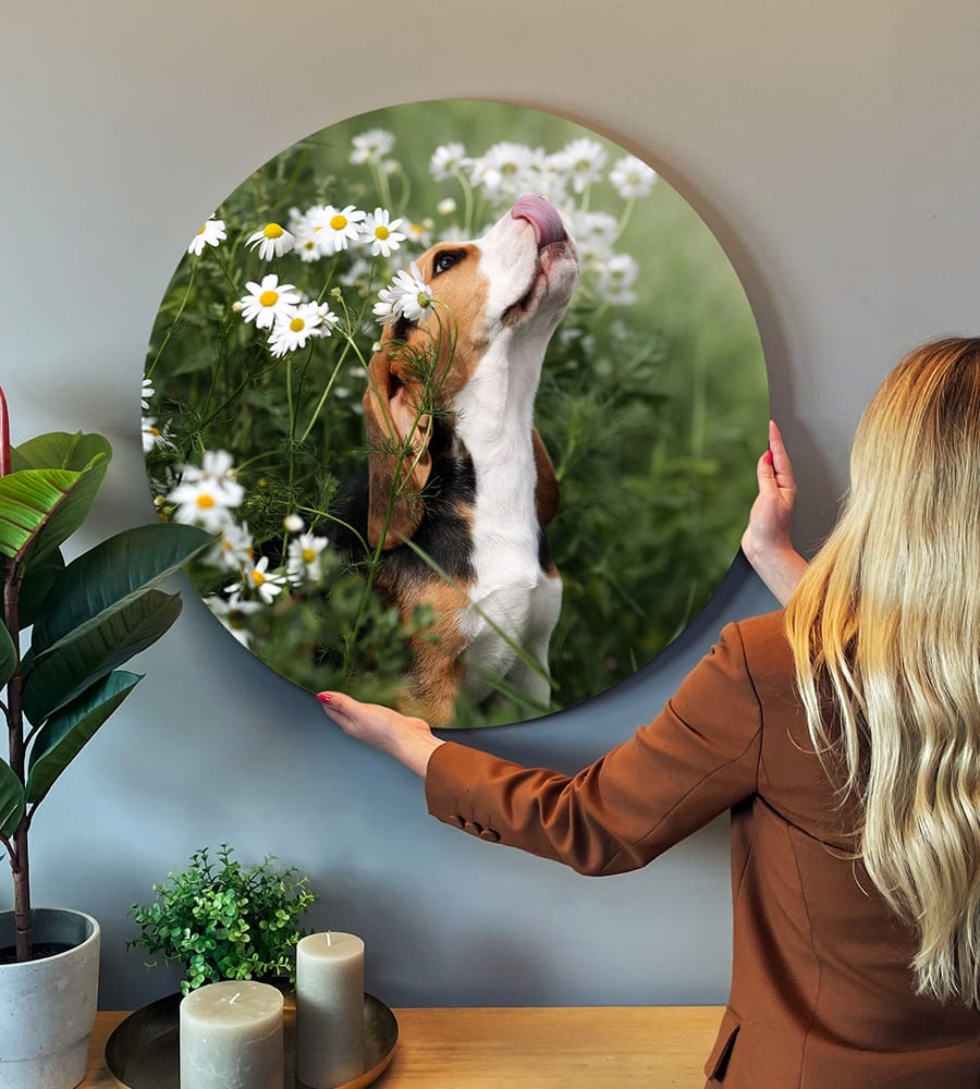 Afbeelding van een hond op forex rond