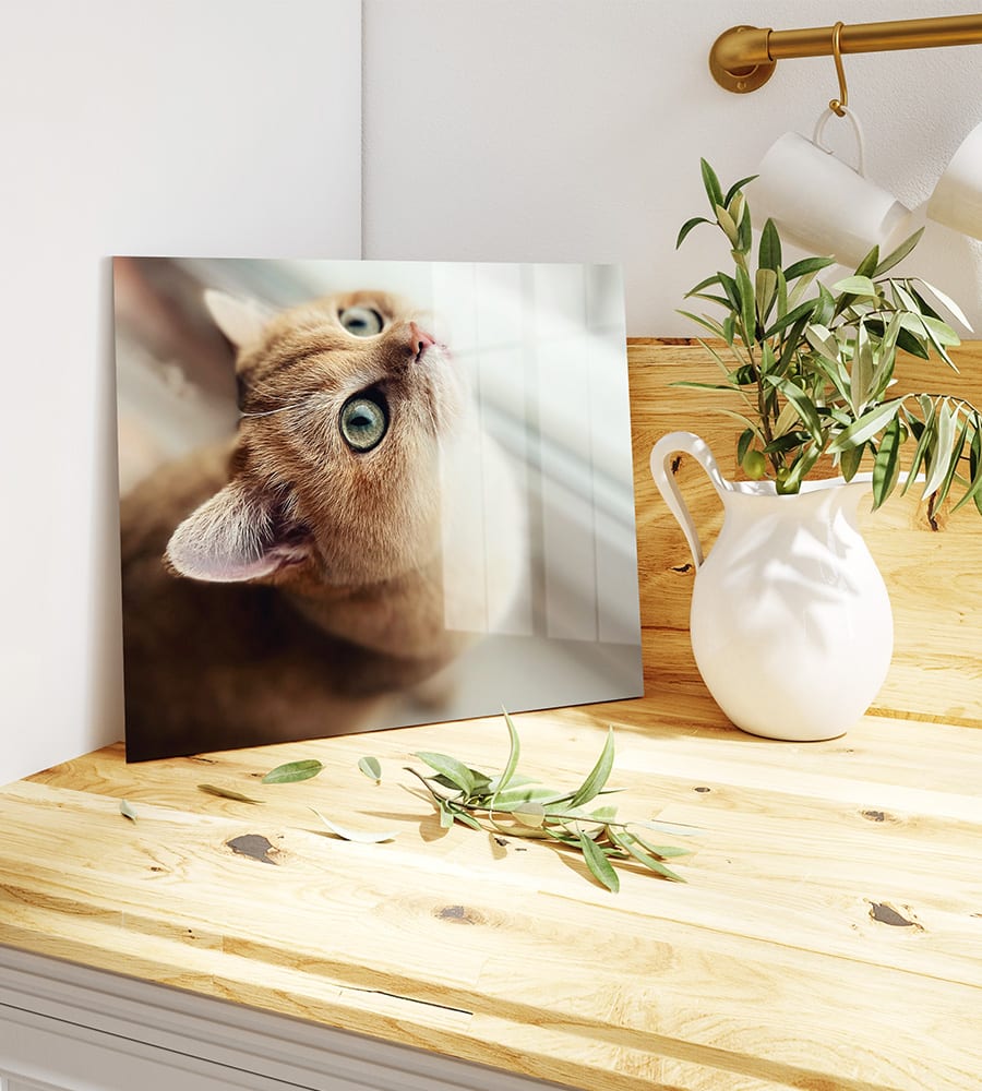 Afbeelding van een kat op HD-Metal
