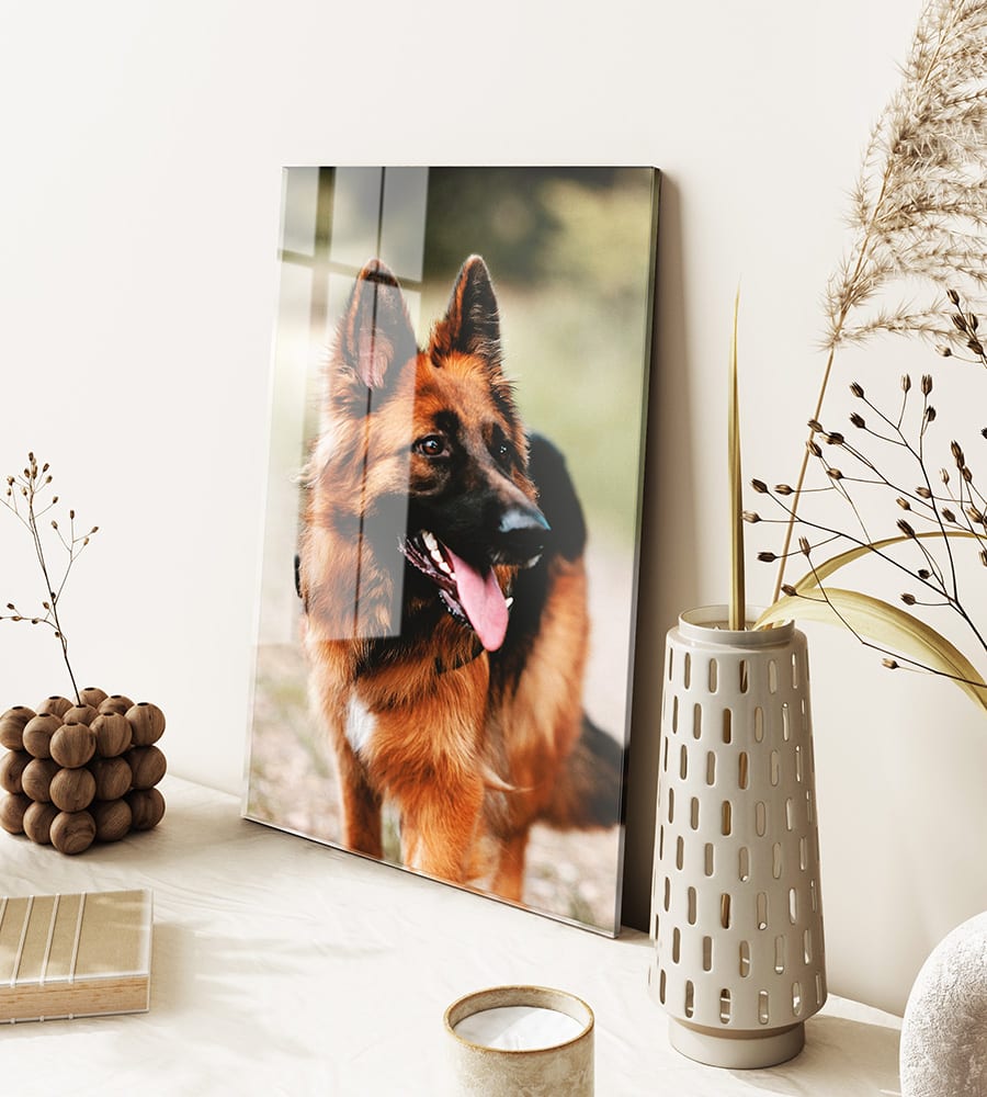 Afbeelding van een hond op plexiglas