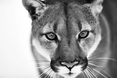 Panter zwart/wit