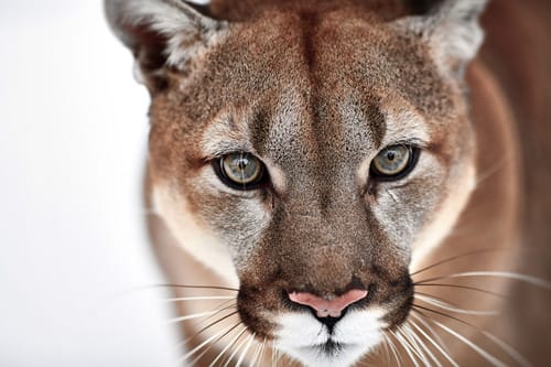 Panter